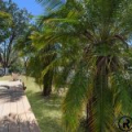 75 David Street, NORTH BOOVAL, QLD 4304 AUS